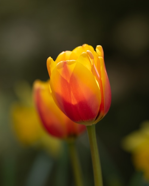 Colorful tulip flowers in the field