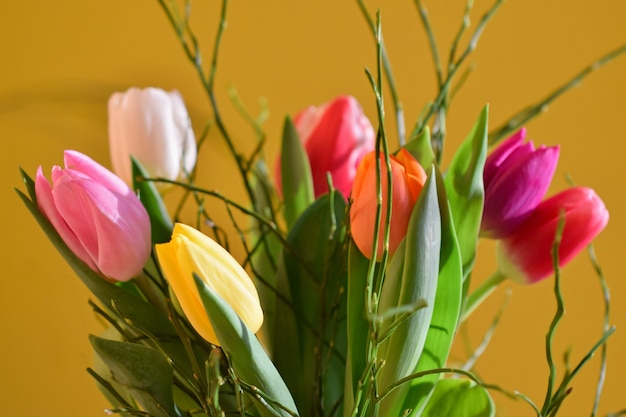 Free Photo "colorful tulips in bouquet"