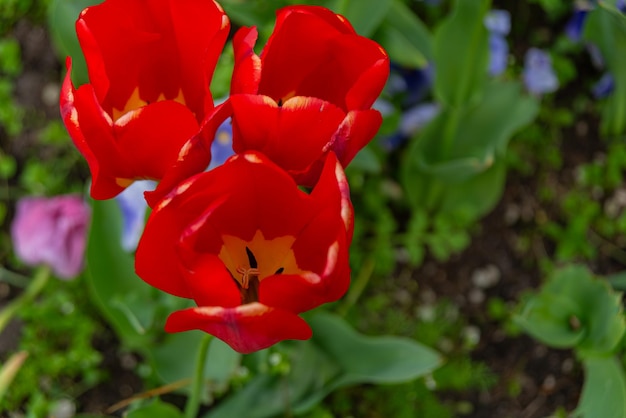 Free photo colorful tulips flowers from the netherlands holland