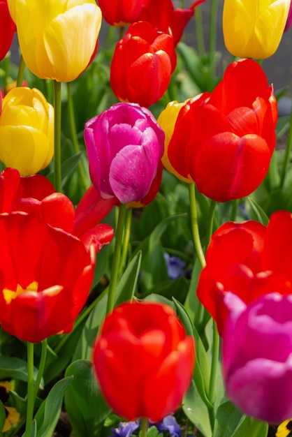 Free Photo colorful tulips flowers from the netherlands holland