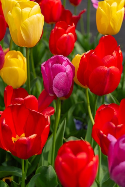 Free photo colorful tulips flowers from the netherlands holland