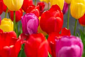 Free photo colorful tulips flowers from the netherlands holland