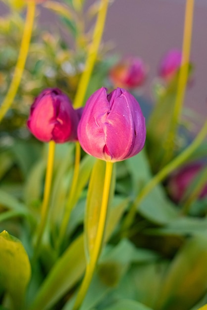 Free Photo colorful tulips flowers from the netherlands holland