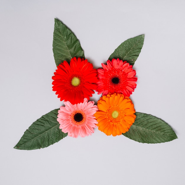 Free photo colourful flowers buds with leaves on white table