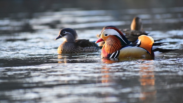 Free Photo a colourful male mandarin duck. (aix galericulata)