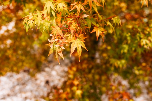 Free photo colourful maple leaves in autumn.