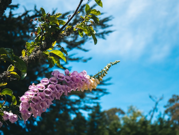 Free photo column of pink flowers on a plant against a greener and the blue sky