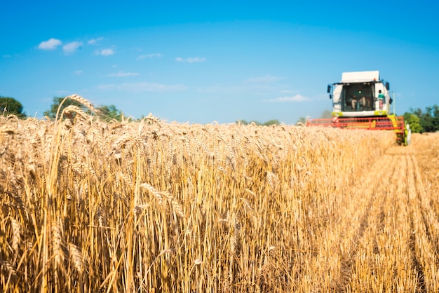 Free photo combine harvester working in the wheat field