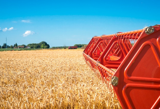 Combine harvesting wheat field