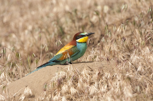 Free photo common bee-eater bird with colorful feathers perched on a rock