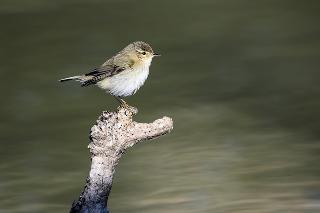 Free photo common chiffchaff, phylloscopus collybita