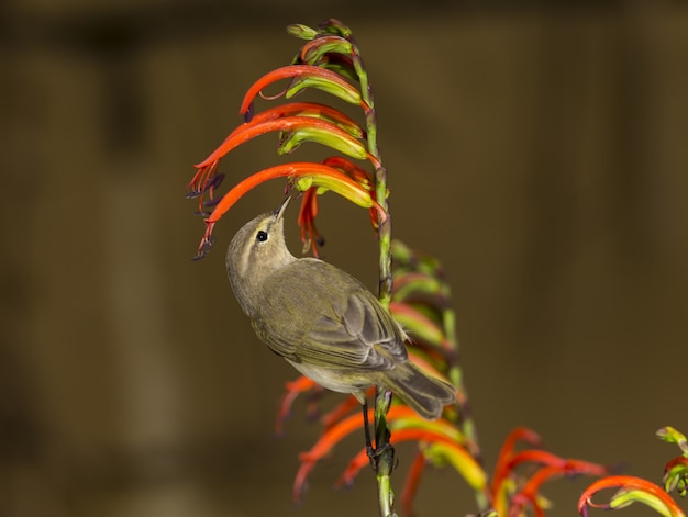 Free photo common chiffchaff, phylloscopus collybita