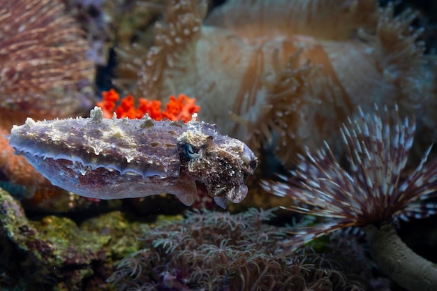 Free Photo common cuttlefish swimming on the seabed among coral reefs closeup