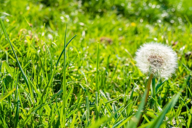 Free photo common dandelion in the green grass