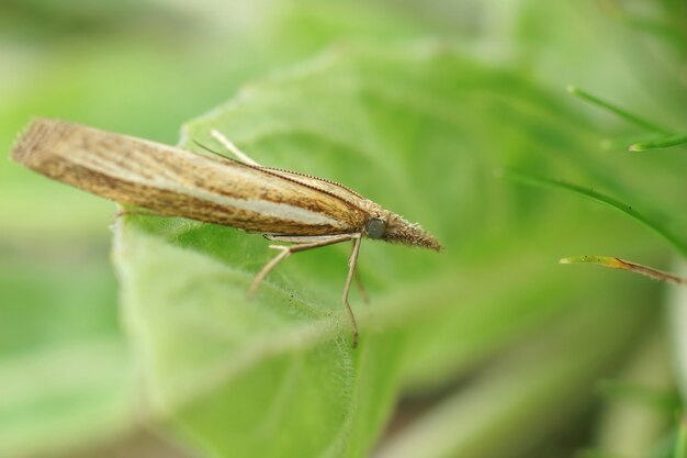 Common grass-veneer (Agriphila tristella) hidden among green vegetation