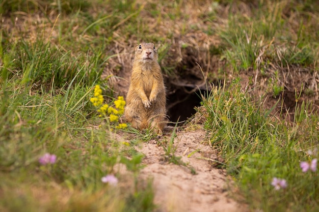 Common ground squirrel on blooming meadow. European suslik. Spermophilus citellus. Wildlife animal in the nature habitat. Little park in the middle of the rush city.