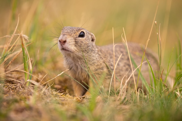 Common ground squirrel on blooming meadow. European suslik. Spermophilus citellus. Wildlife animal in the nature habitat. Little park in the middle of the rush city.