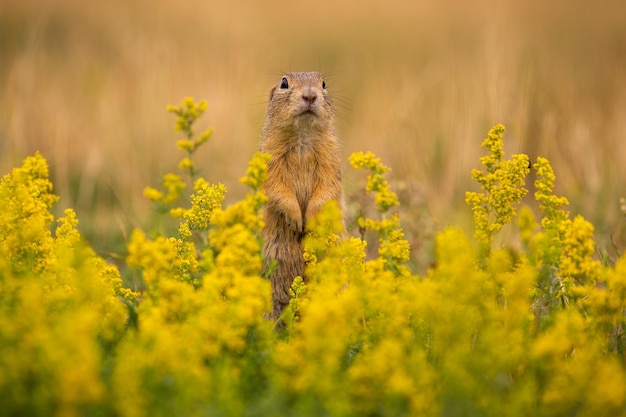 Free photo common ground squirrel on blooming meadow. european suslik. spermophilus citellus. wildlife animal in the nature habitat. little park in the middle of the rush city.