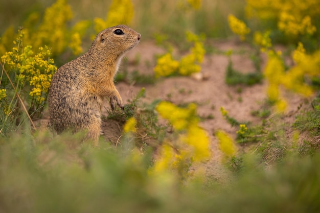 Free photo common ground squirrel on blooming meadow. european suslik. spermophilus citellus. wildlife animal in the nature habitat. little park in the middle of the rush city.