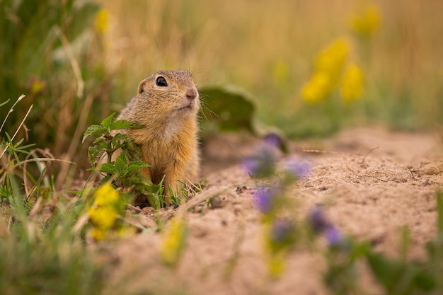 Free photo common ground squirrel on blooming meadow. european suslik. spermophilus citellus. wildlife animal in the nature habitat. little park in the middle of the rush city.