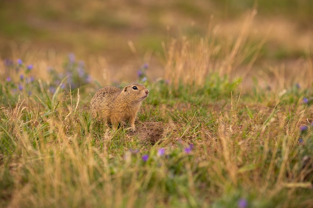 Free Photo common ground squirrel on blooming meadow. european suslik. spermophilus citellus. wildlife animal in the nature habitat. little park in the middle of the rush city.