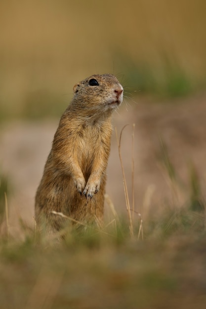 Free photo common ground squirrel on blooming meadow european suslik spermophilus citellus