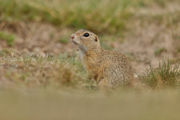 common ground squirrel on blooming meadow european suslik spermophilus citellus