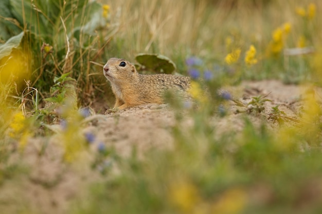 Free photo common ground squirrel on blooming meadow european suslik spermophilus citellus