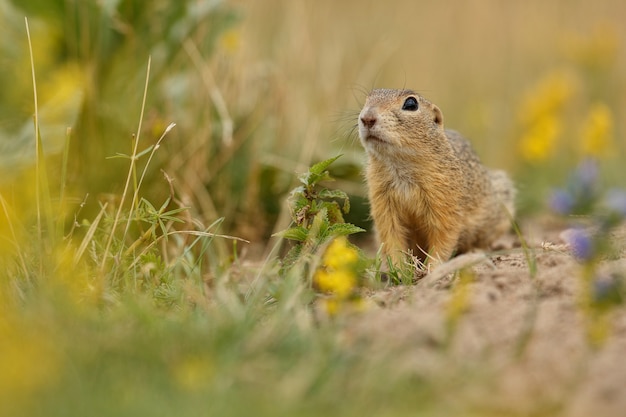 Free photo common ground squirrel on blooming meadow european suslik spermophilus citellus