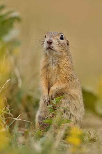 Free photo common ground squirrel on blooming meadow european suslik spermophilus citellus