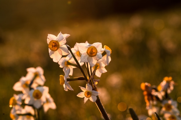 Free Photo common hawthorn, oneseed hawthorn, crataegus monogyna,