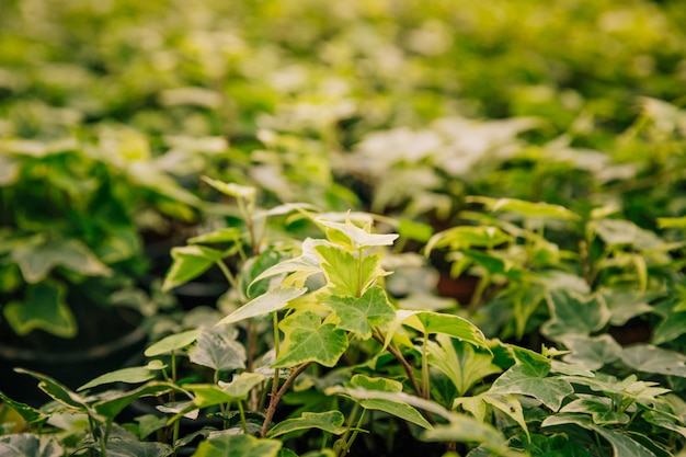 Free photo common ivy plant in the botanical garden