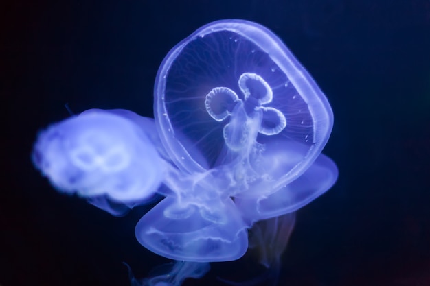 common jellyfish