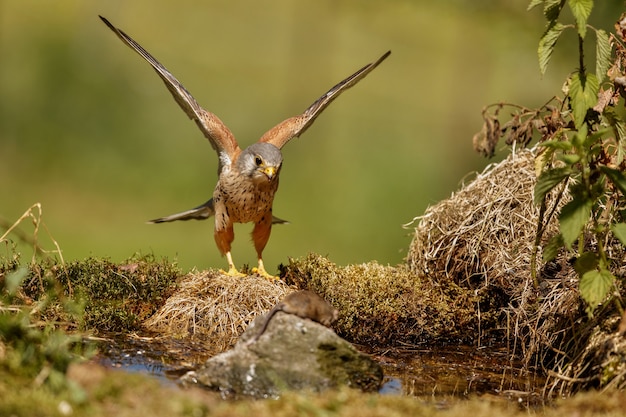 Free photo common kestrel. falco tinnunculus little birds of prey