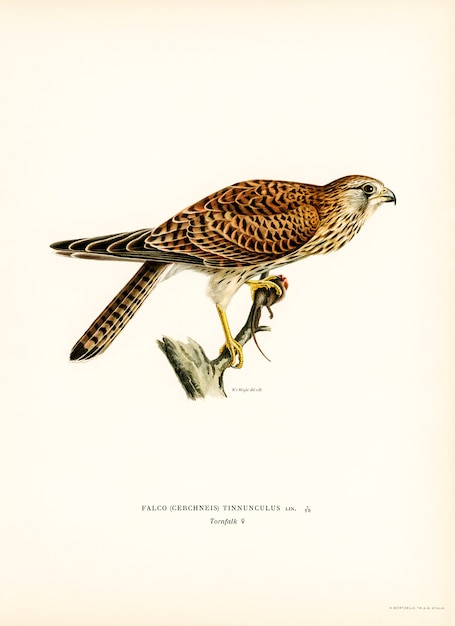 Free Photo common kestrel female (falco tinnunculus) illustrated by the von wright brothers.