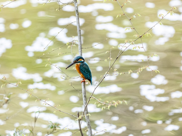 Free photo common kingfisher perched above a pond covered in fallen cherry blossoms