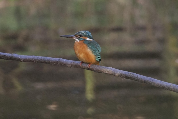 Free photo common kingfisher in tokyo