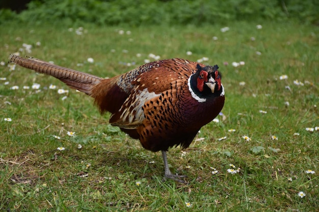 Free photo common pheasant standing in a grass clearing in england.