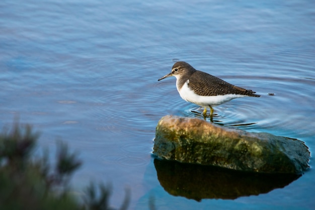 Free Photo a common sandpiper bird, long beak brown and white, walking through brackish water in malta