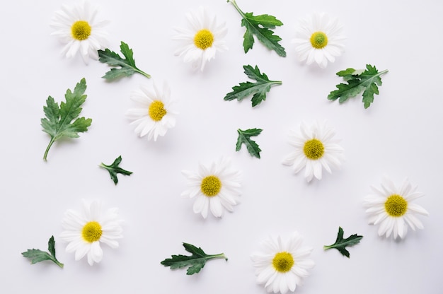 Free Photo composed daisies with green leaves on white