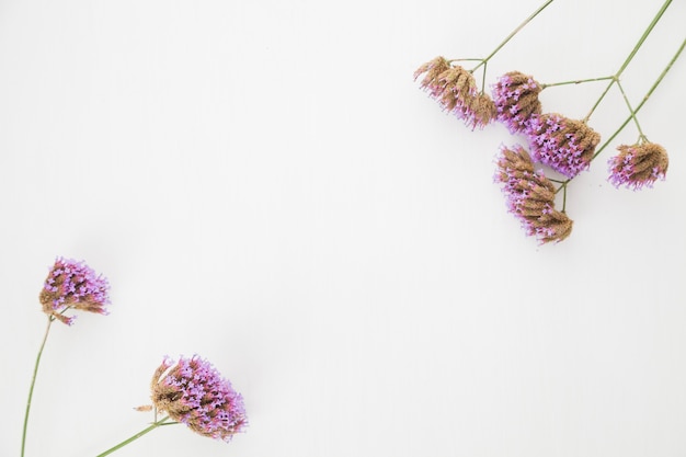 Free photo composed floral branches on white