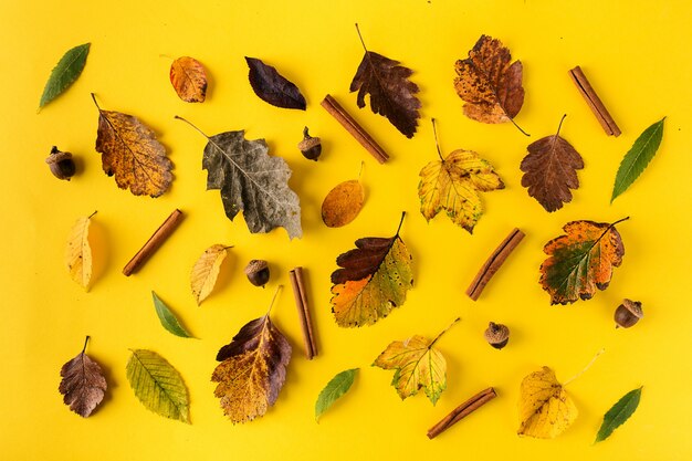 Composed leaves on orange background