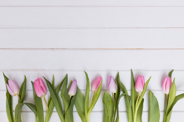 Composed tender tulips in row