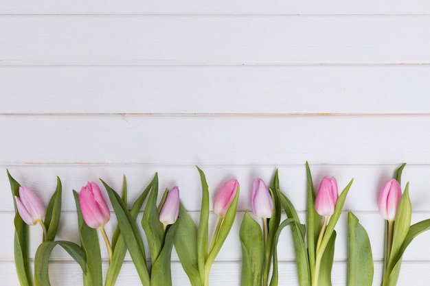 Composed tender tulips in row