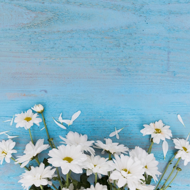 Free photo composed white daisies on blue