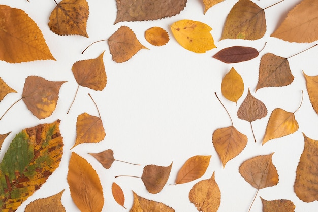 Free Photo composition of autumn leaves forming circle