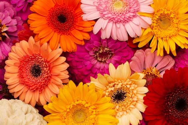 Free photo composition of beautiful flowers wallpaper