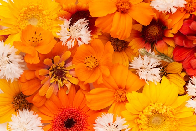 Composition of beautiful flowers wallpaper