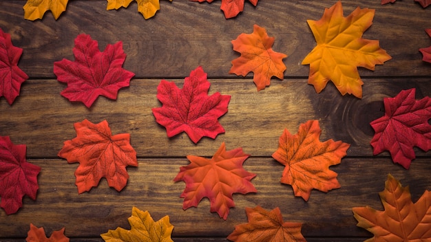 Composition of colourful maple leaves