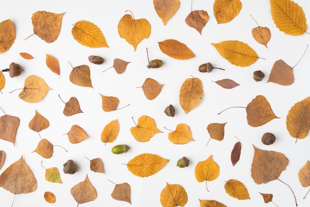 Composition of dried leaves and acorns